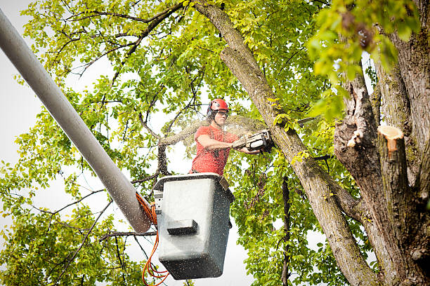 Trusted Lindenwold, NJ Tree Services Experts